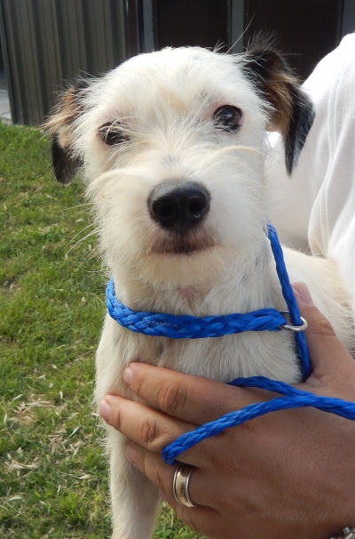 <u> Mix-Bred PARSON JACK RUSSELL TERRIER Female  Young  Puppy </u>